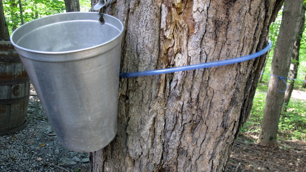 203-cabane-sucre.JPG